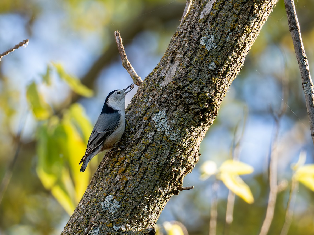 brhlík běloprsý - ML644802295