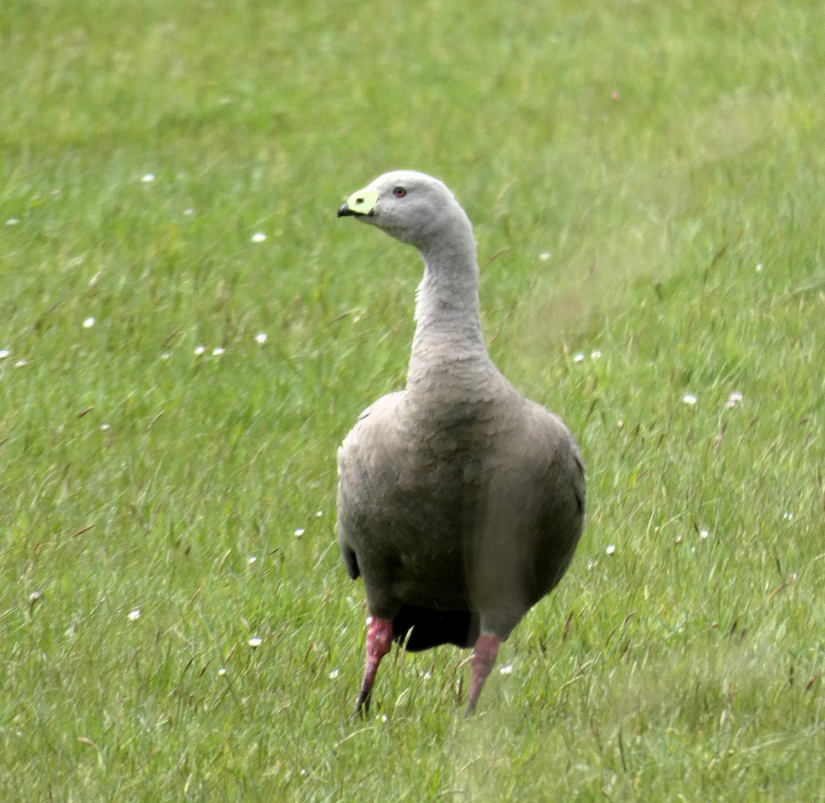Cape Barren Goose - ML644802301