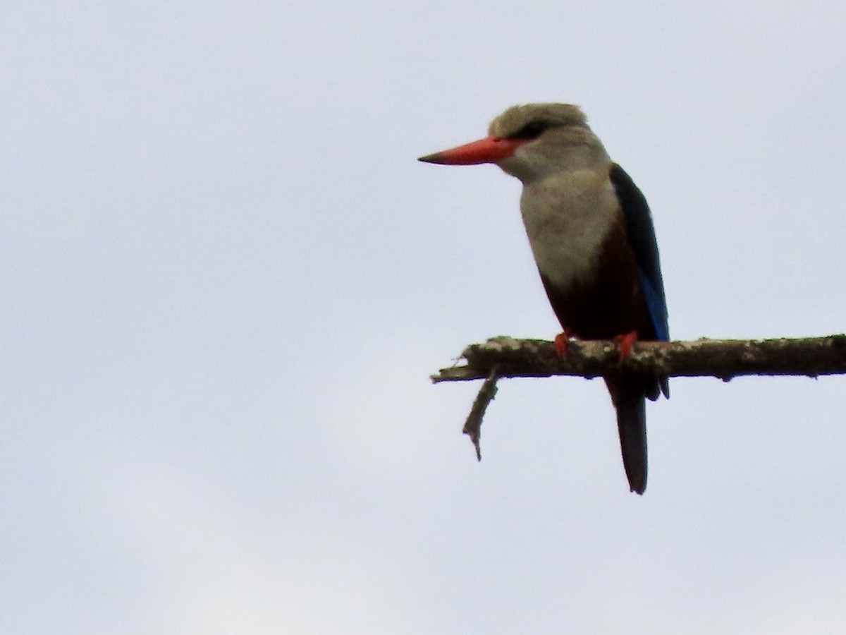 ledňáček šedohlavý - ML644802302