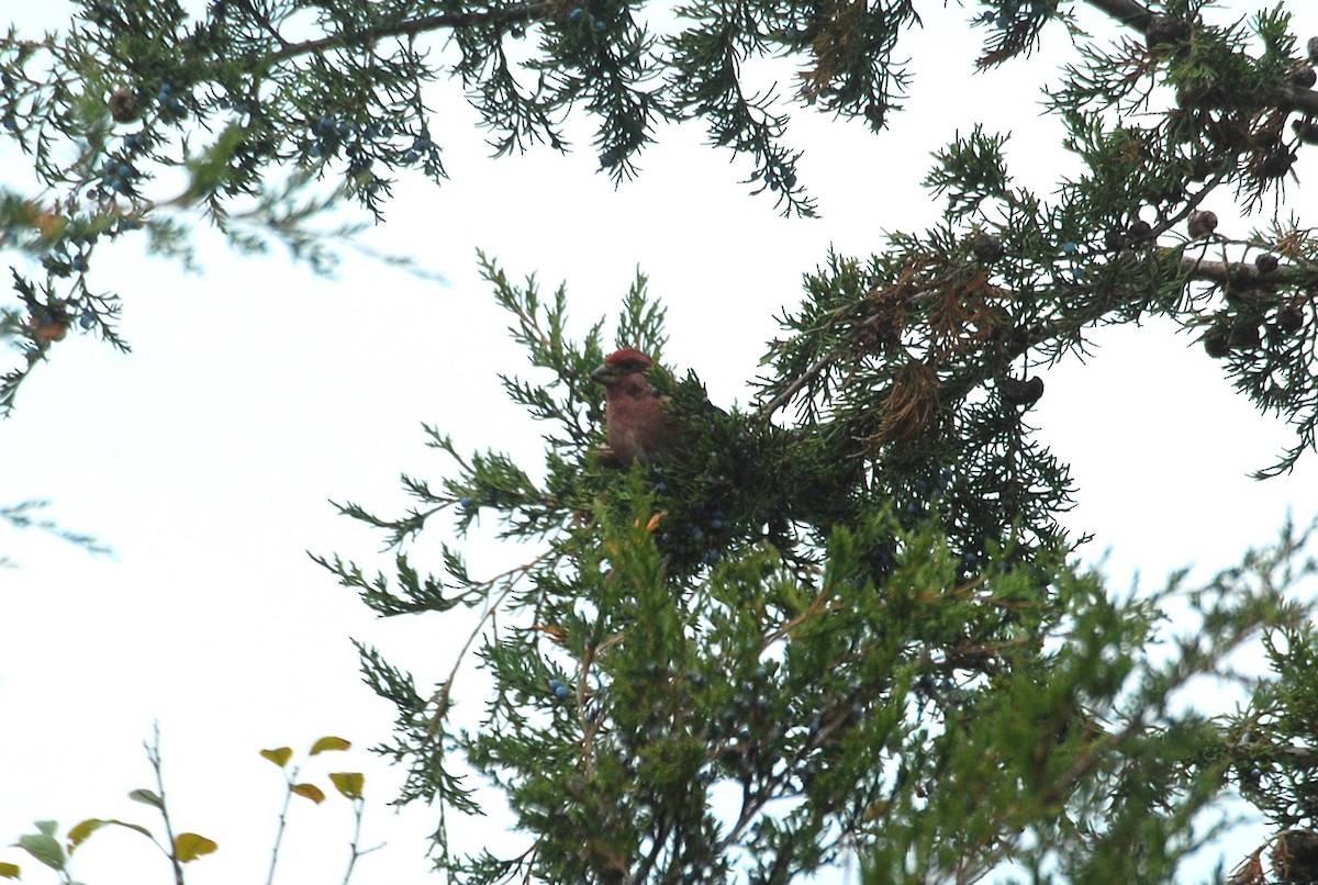 Purple Finch - ML644802305