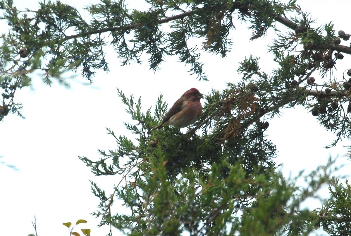 Purple Finch - ML644802306