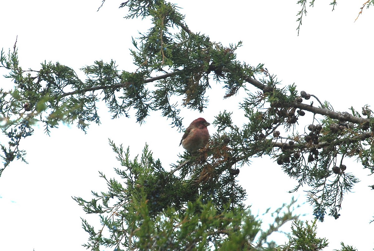 Purple Finch - ML644802307