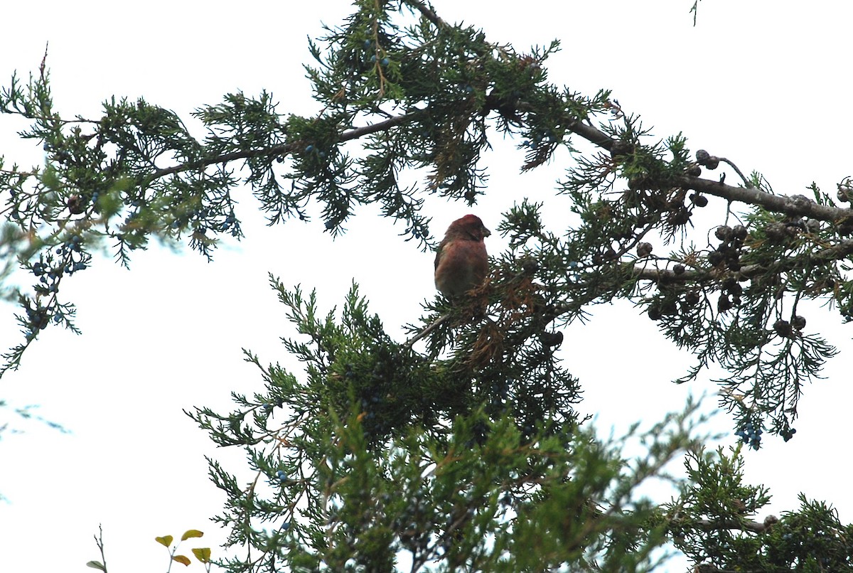 Purple Finch - ML644802308