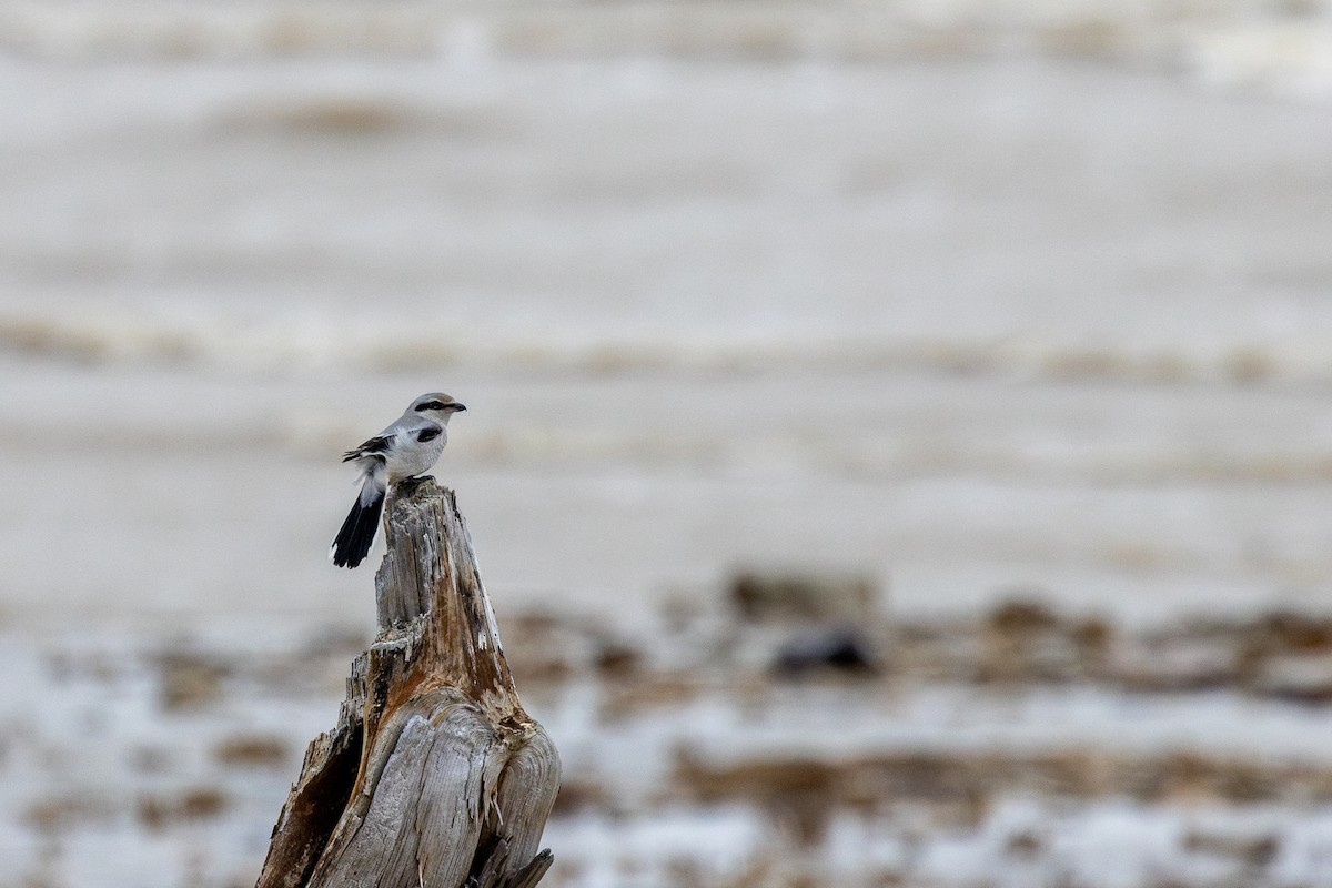 オオモズ - ML644802323