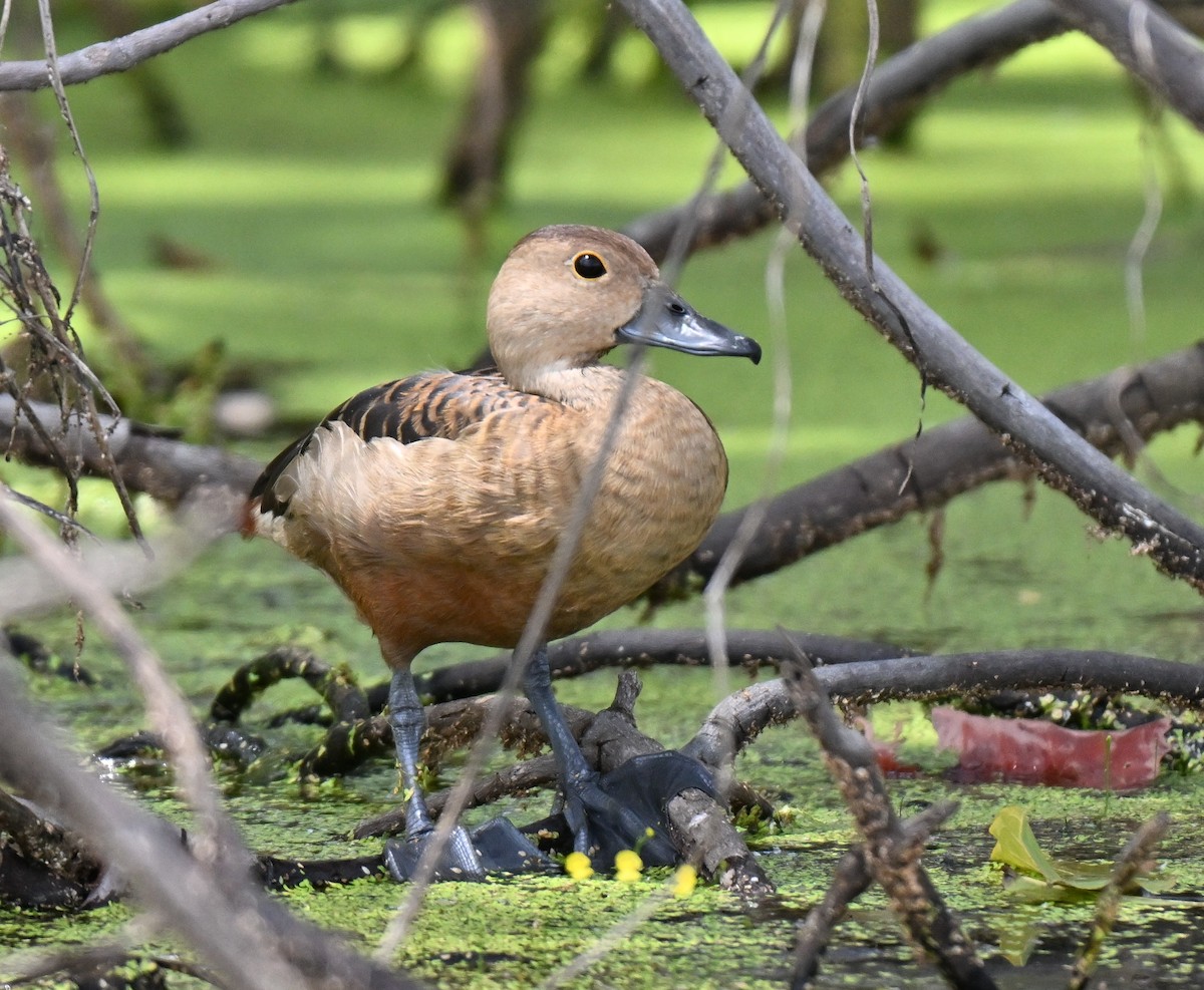 Lesser Whistling-Duck - ML644802339