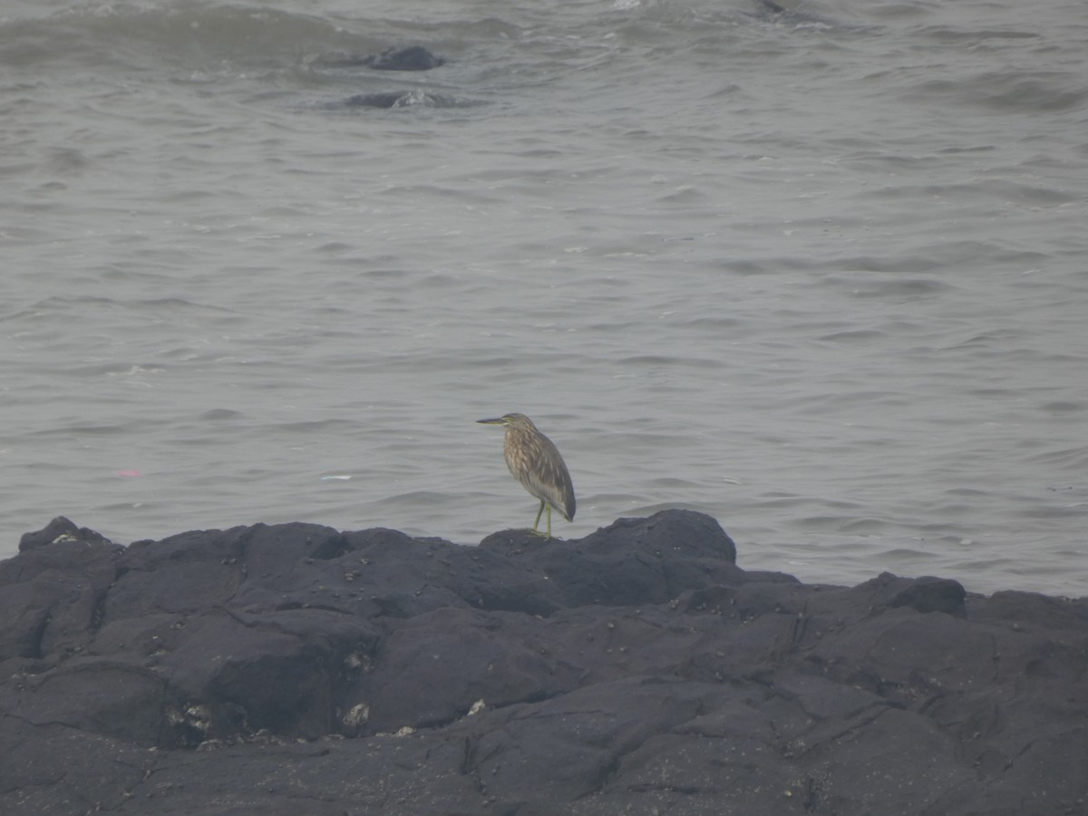 Индийская прудовая цапля - ML644802341