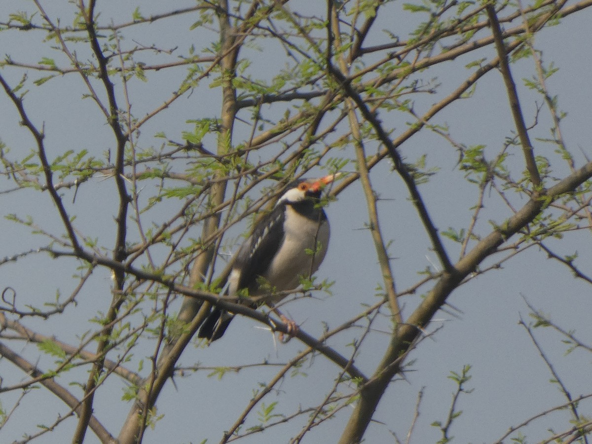Indian Pied Starling - ML644802351