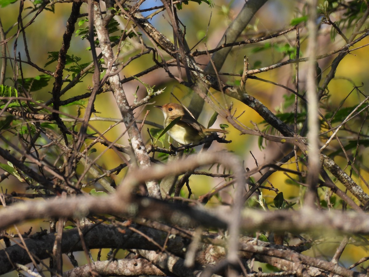 Fulvous-faced Scrub-Tyrant - ML644802352