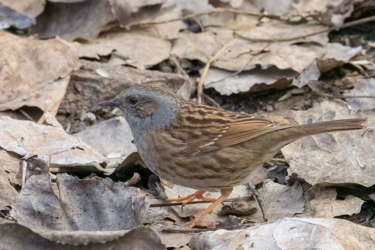 Accenteur mouchet - ML644802361