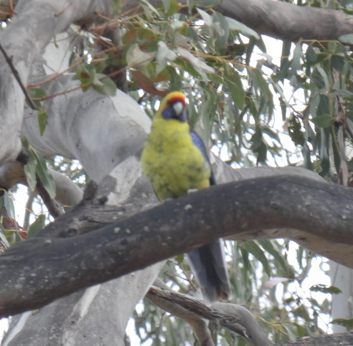 Green Rosella - ML644802384