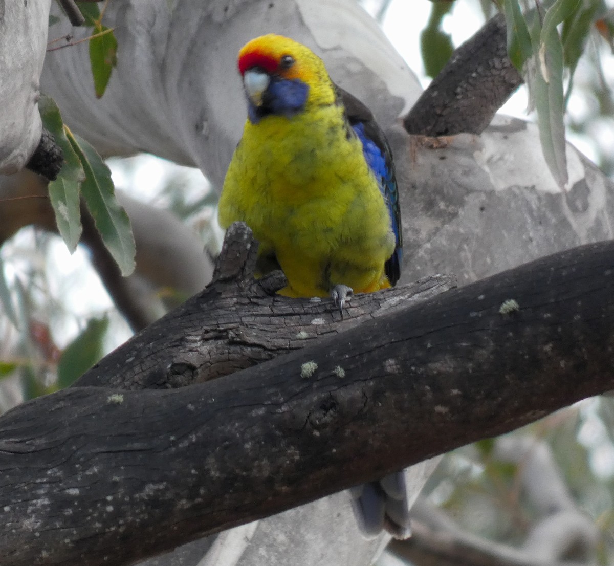 Green Rosella - ML644802410