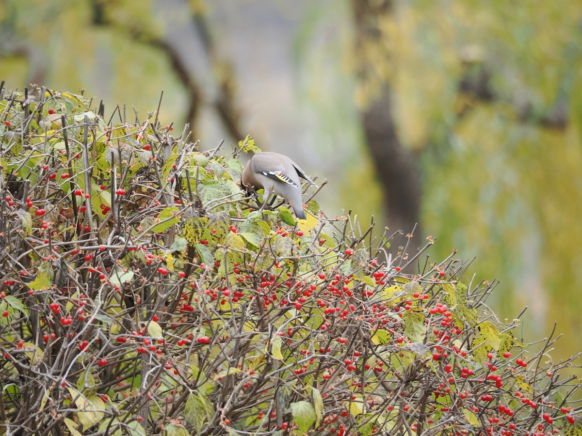 Bohemian Waxwing - ML644802435