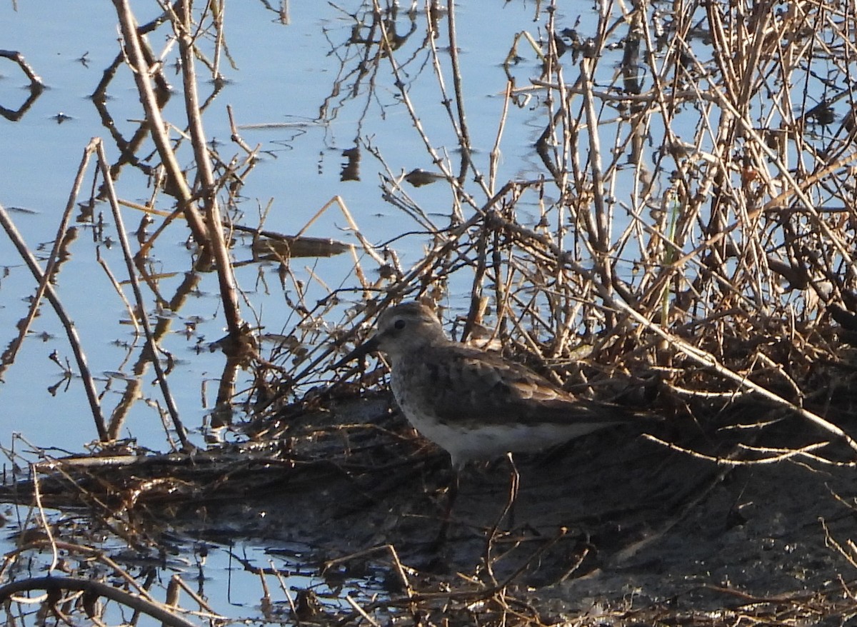 Ak Sokumlu Kumkuşu - ML644802470