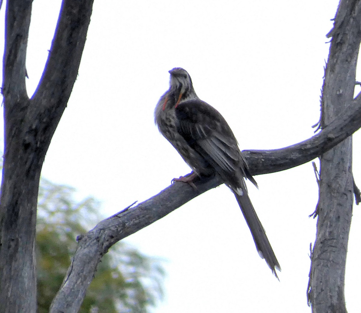 Yellow Wattlebird - ML644802479