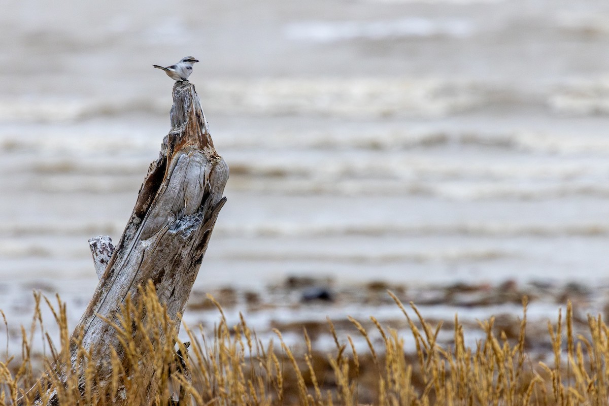 オオモズ - ML644802481