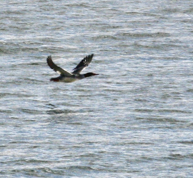 Serreta Grande - ML644802490