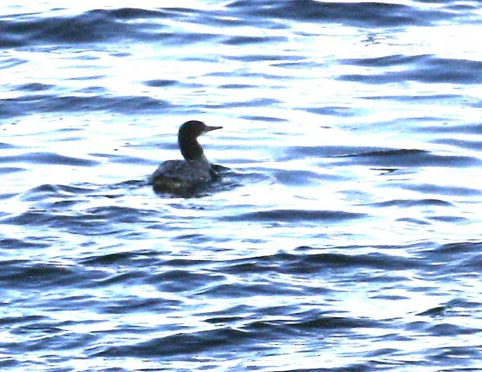 Serreta Grande - ML644802491