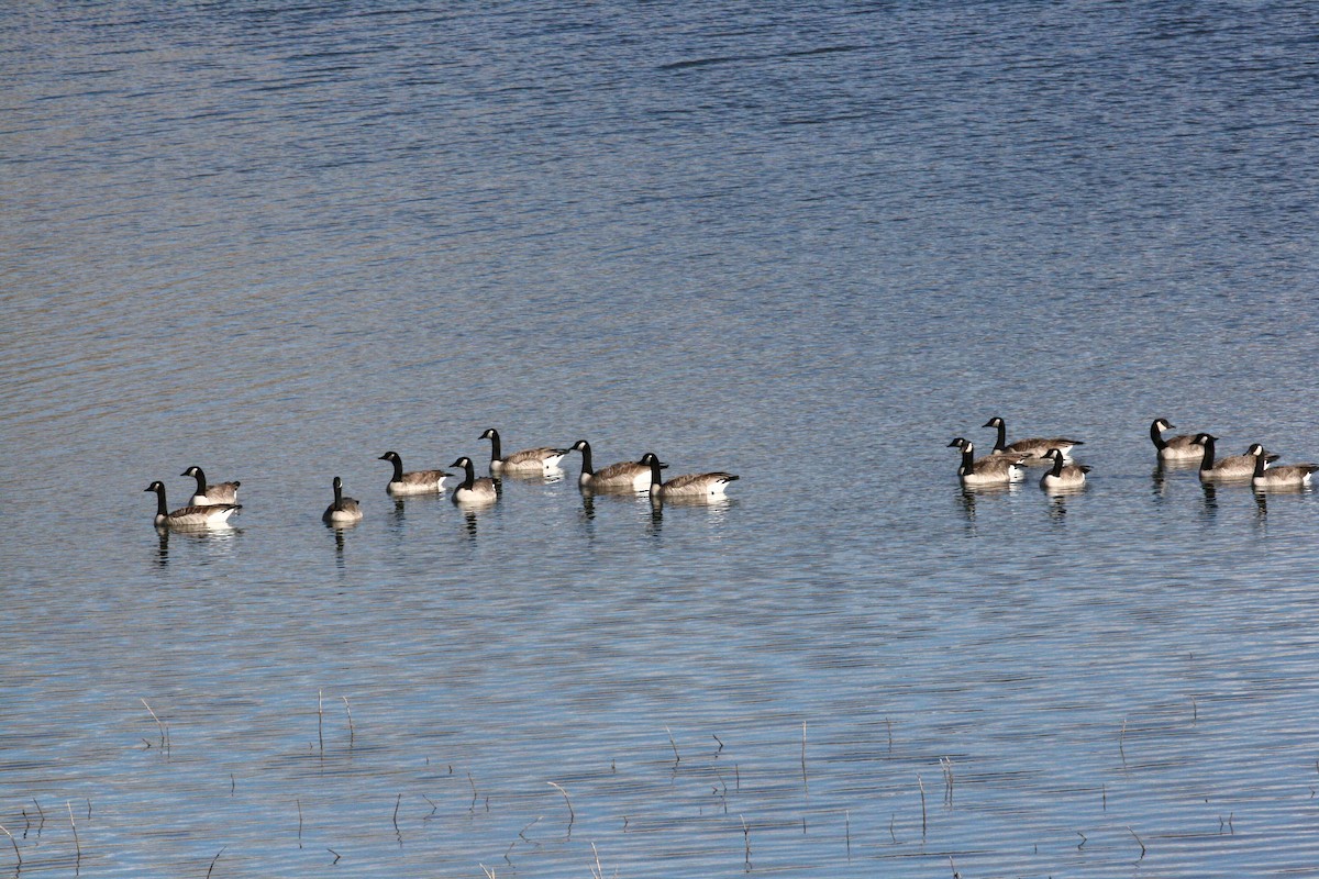 Branta kanadar handia - ML644802495