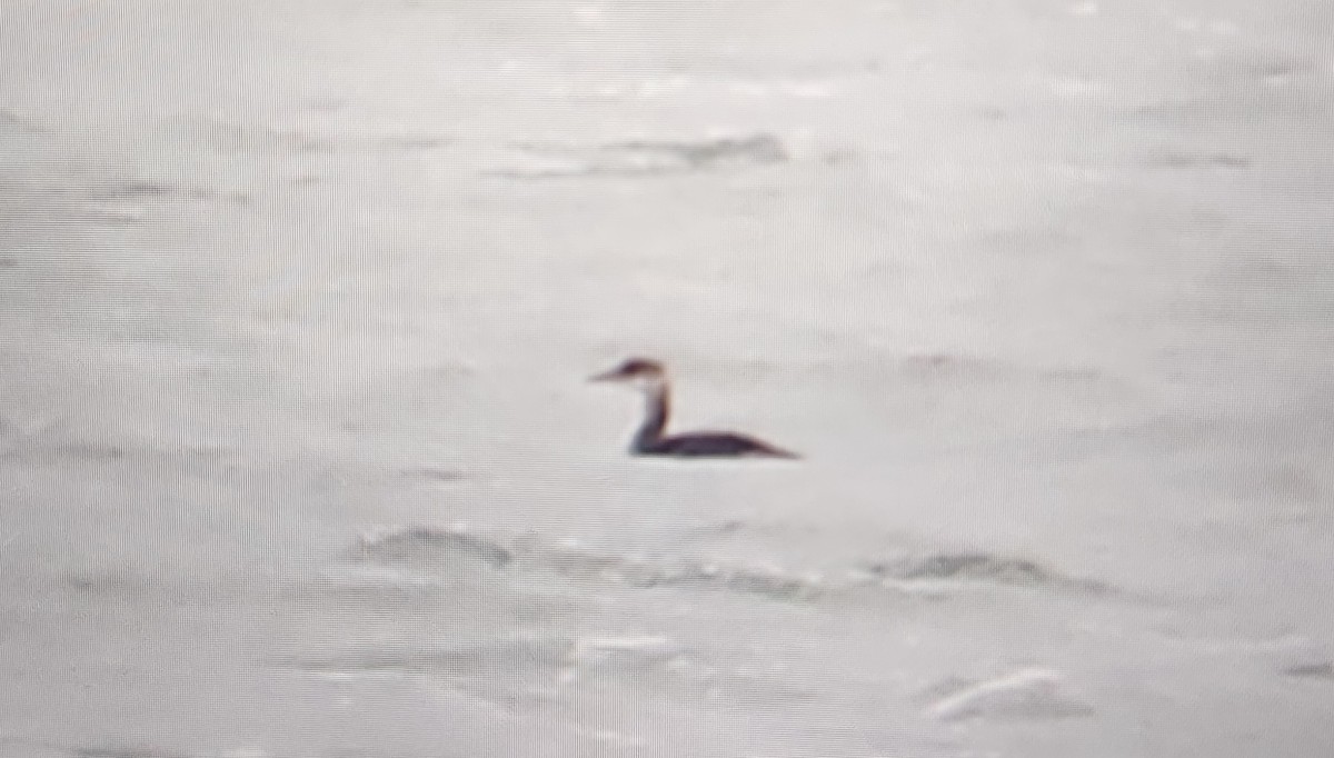 Somormujo Cuellirrojo - ML644802498