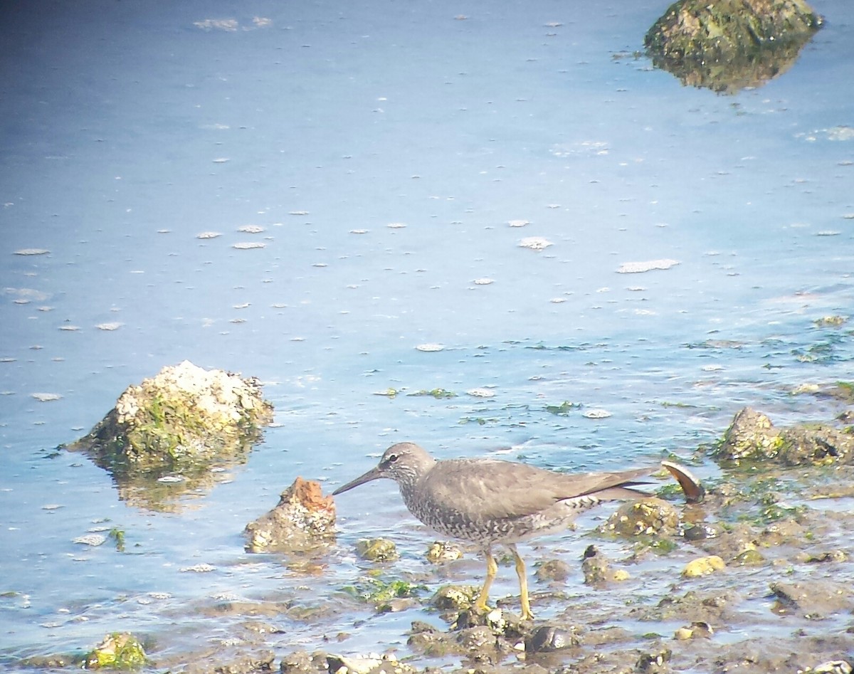 Wandering Tattler - ML64480251