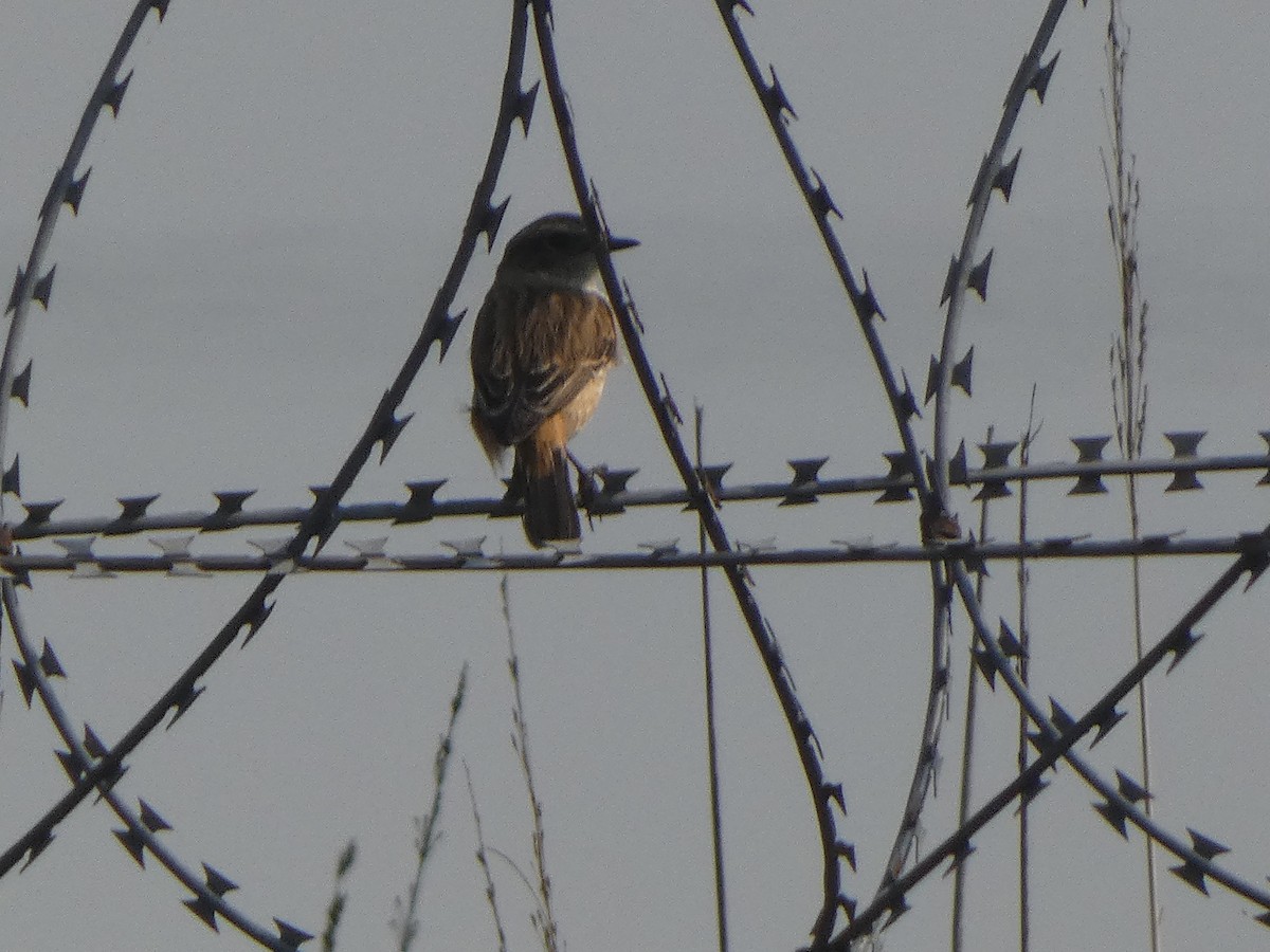 bramborníček sibiřský - ML644802517