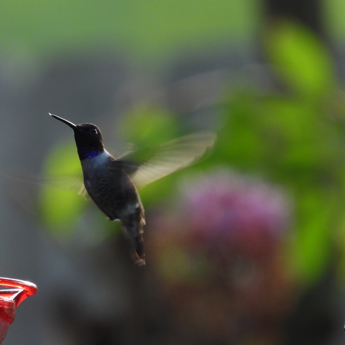 Black-chinned Hummingbird - ML644802519