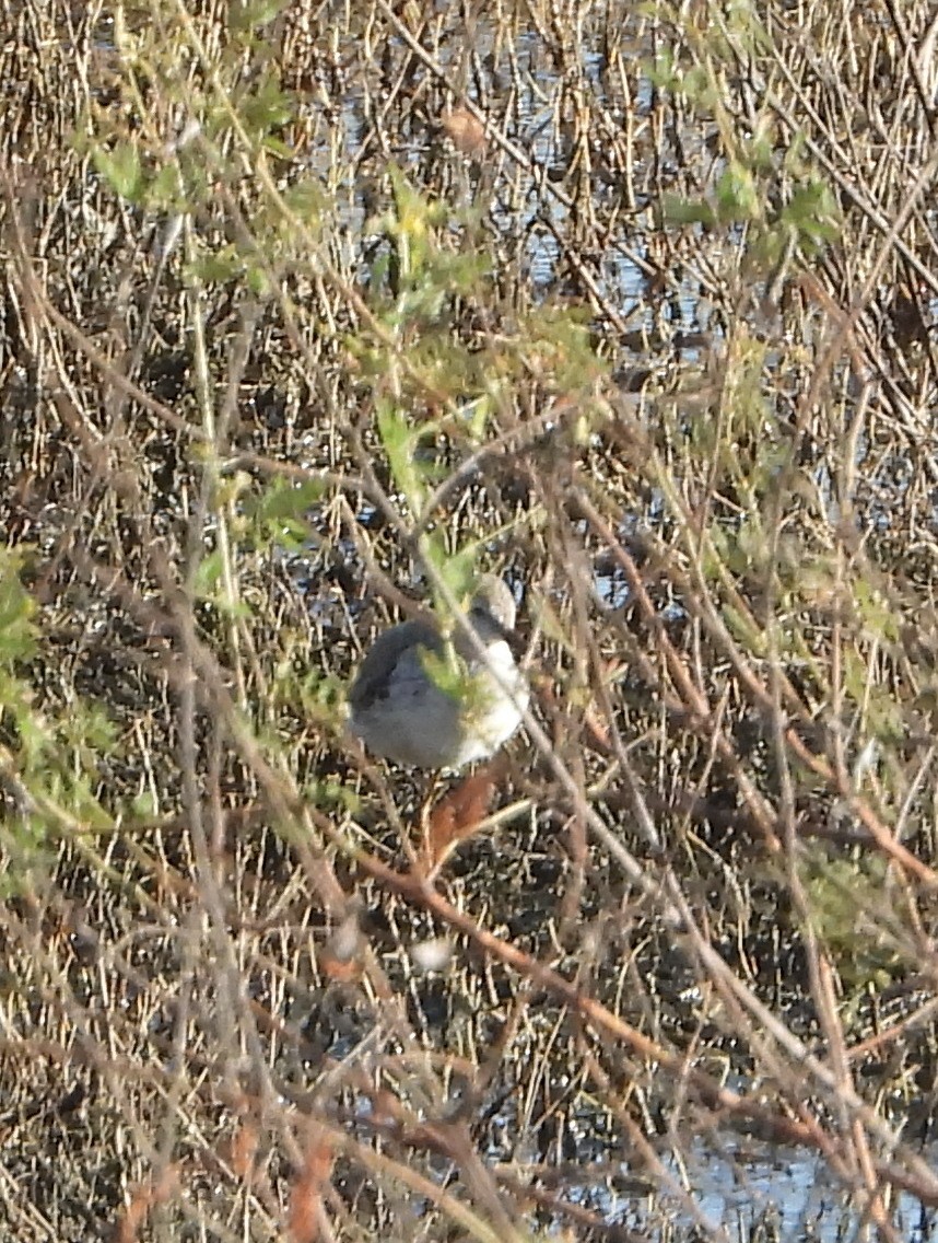 Semipalmated Sandpiper - ML644802523