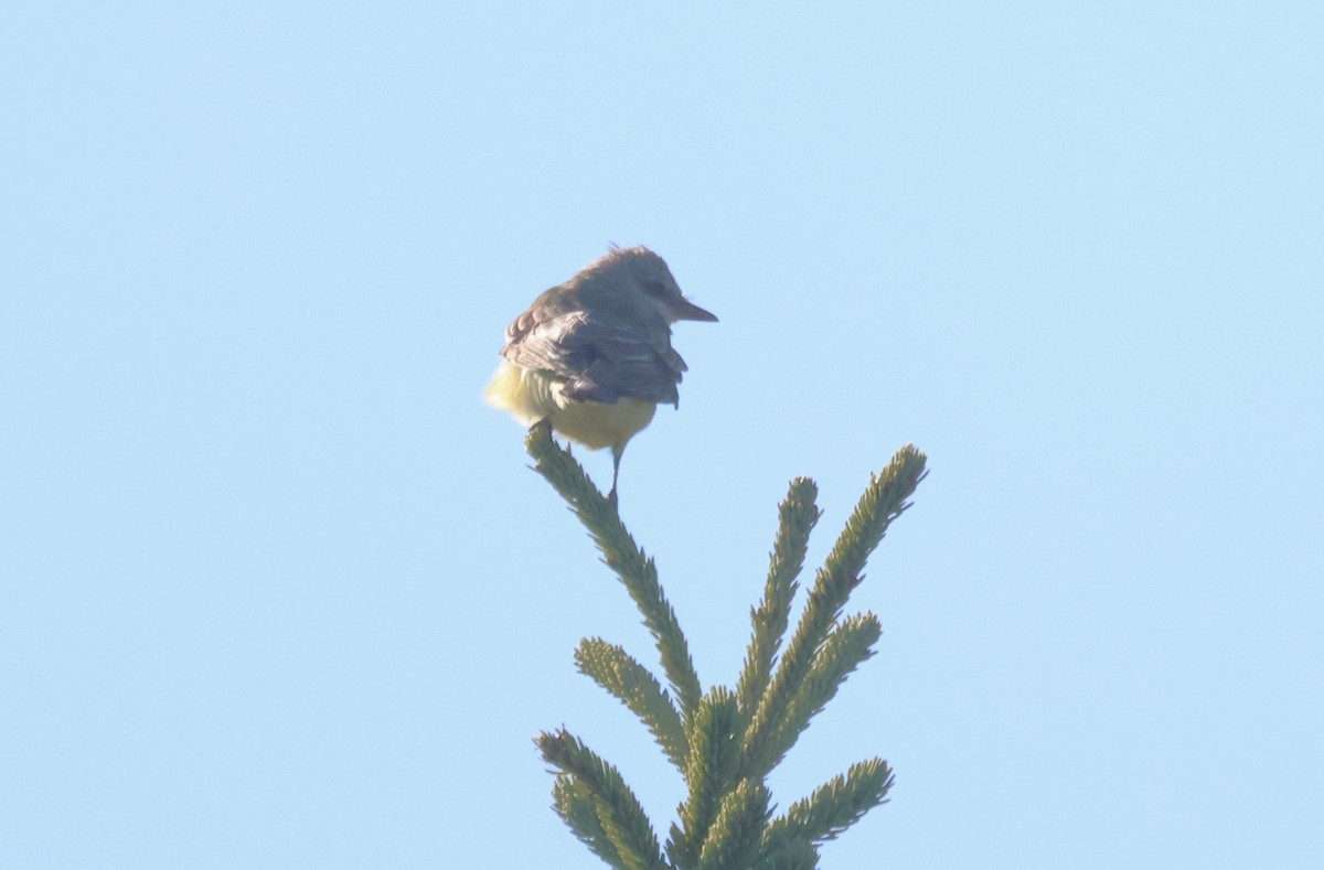 Western Kingbird - ML644802564