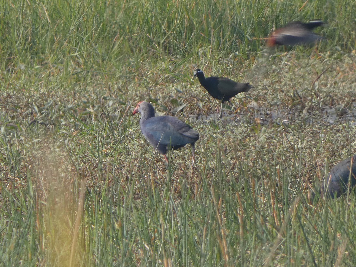 Bronze-winged Jacana - ML644802568