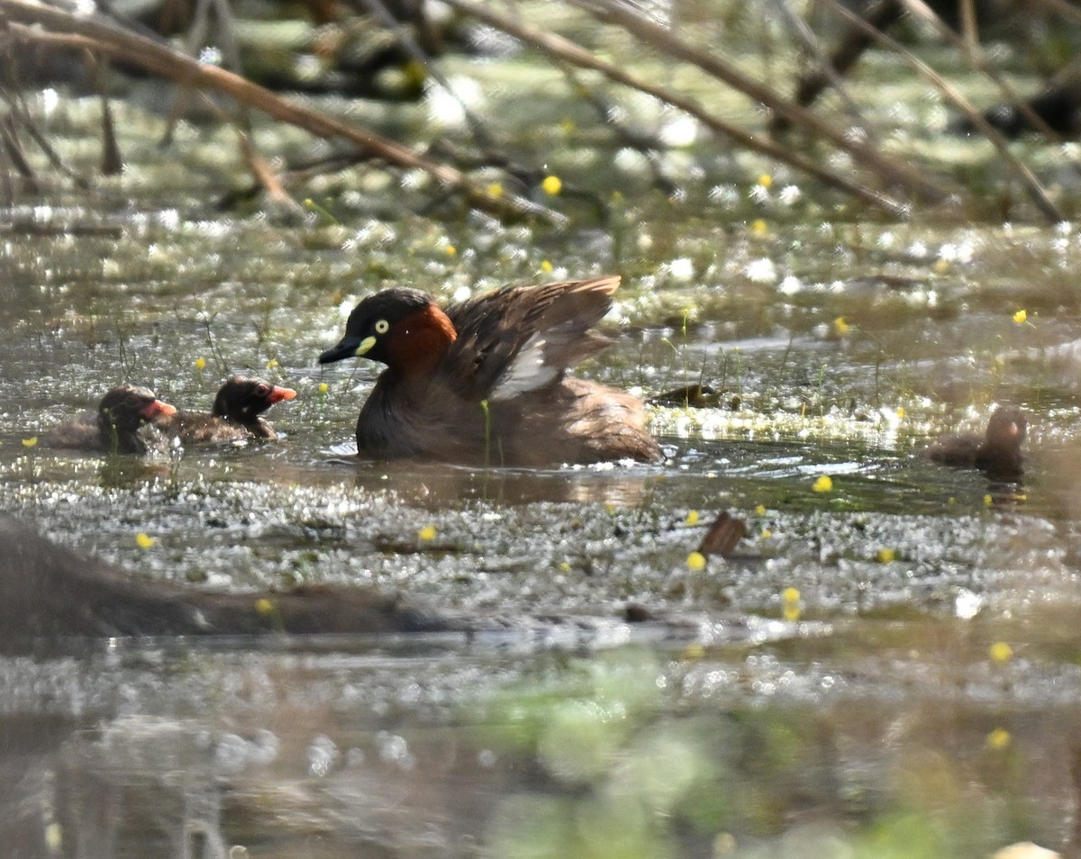 Little Grebe - ML644802573