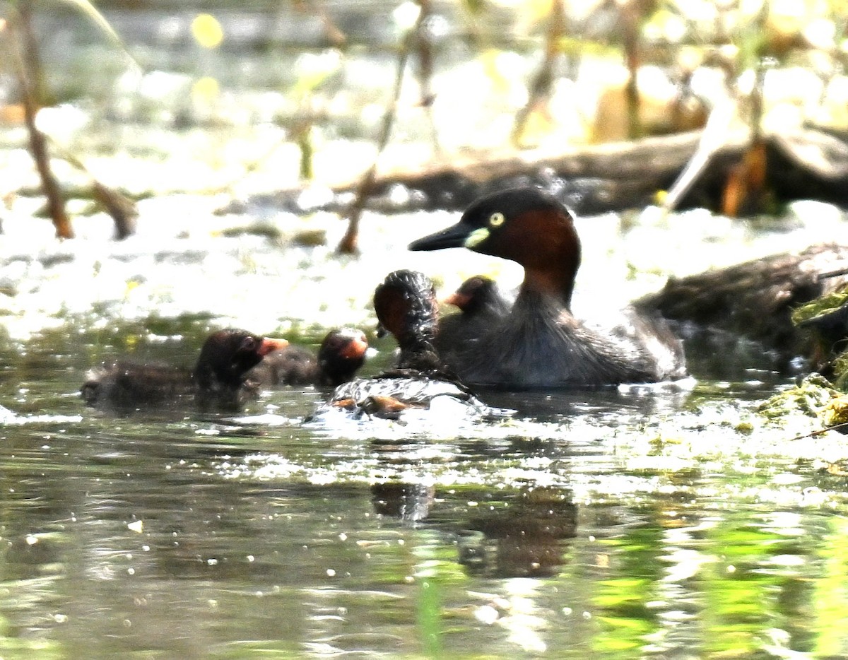 Little Grebe - ML644802583