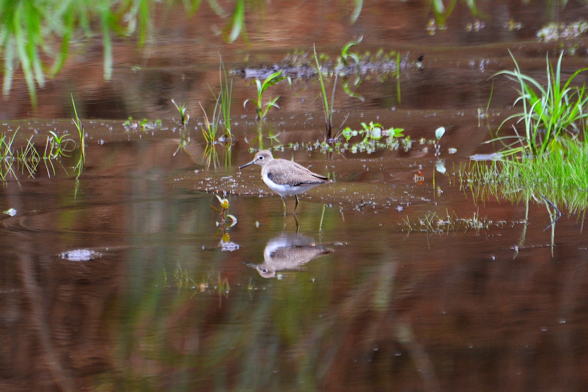 Solitary Sandpiper - ML644802588