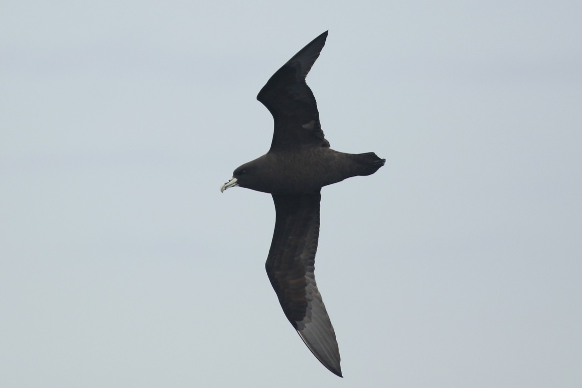 White-chinned Petrel - ML644802594