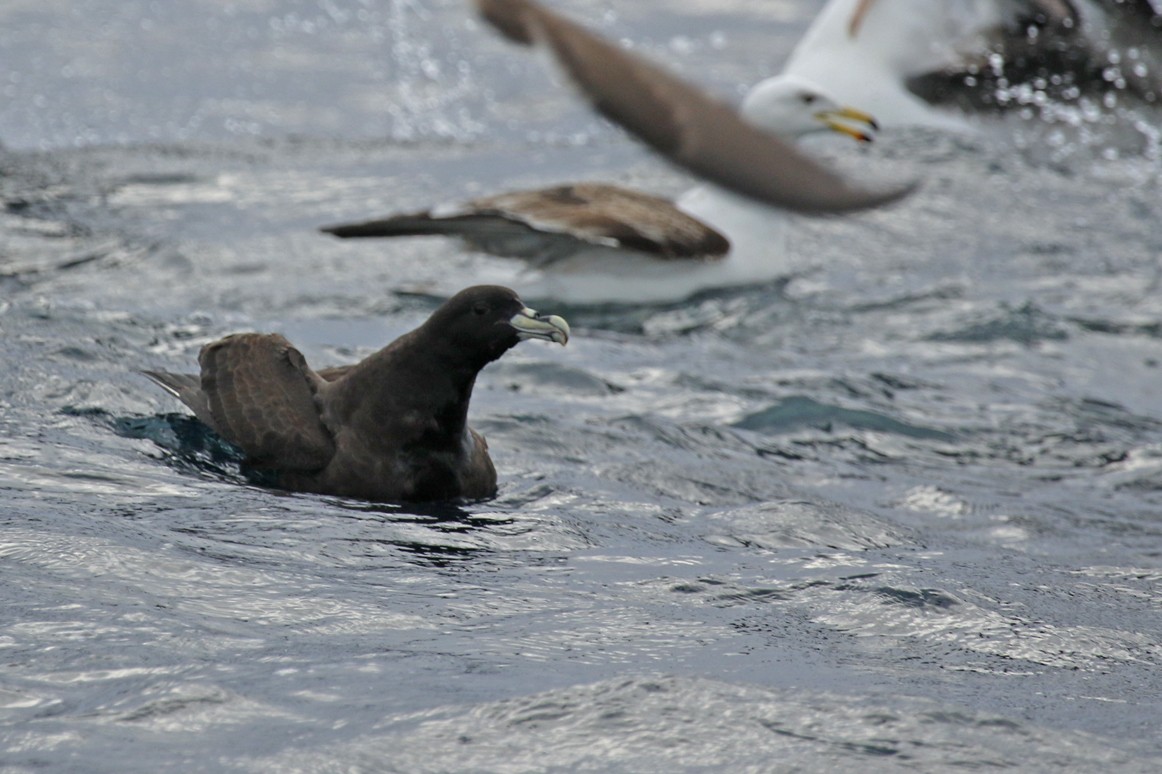 White-chinned Petrel - ML644802595