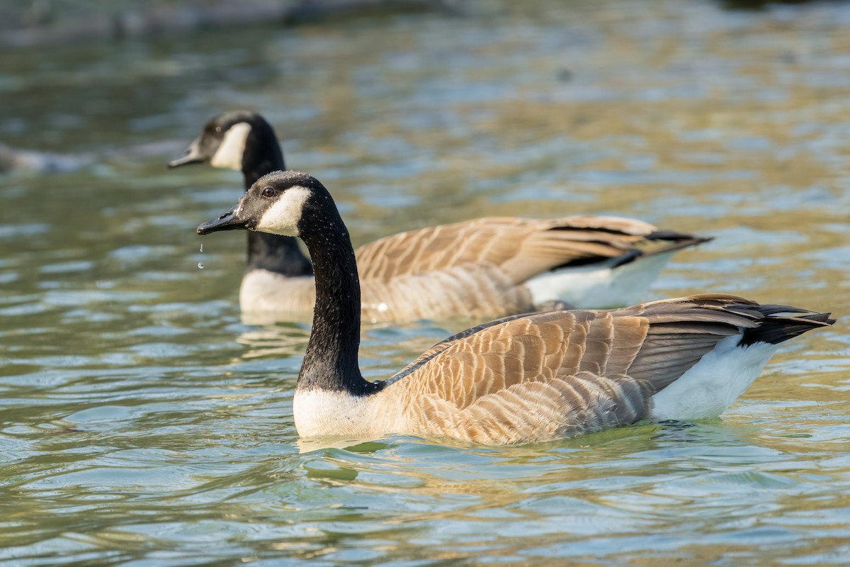 ברנטה קנדית - ML644802598
