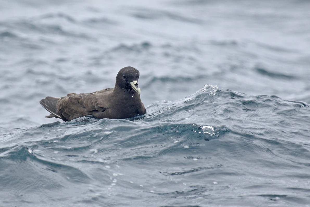 White-chinned Petrel - ML644802601