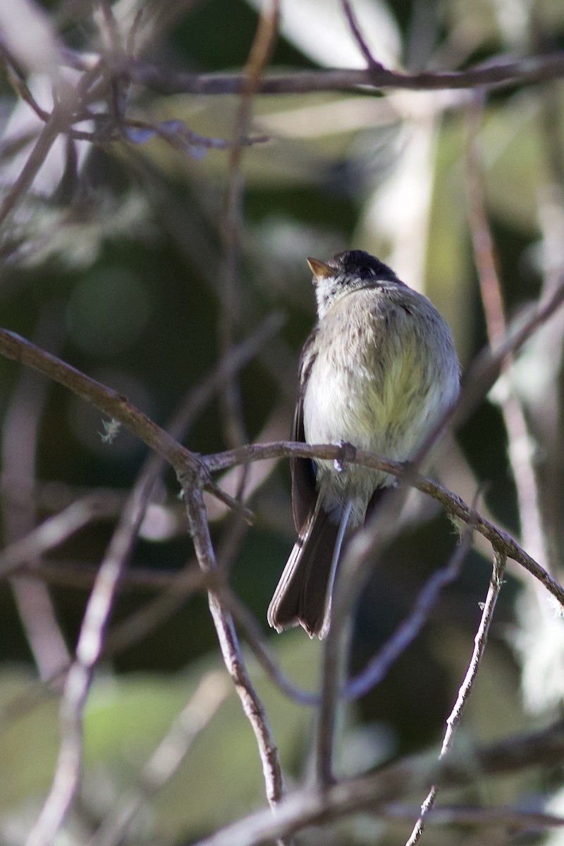 Black-capped Flycatcher - ML644802604