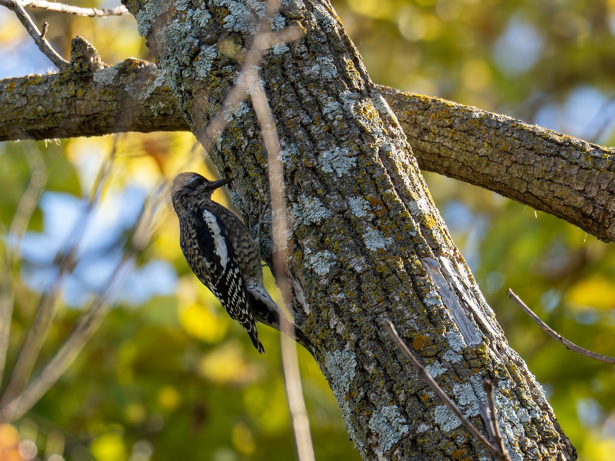 datel rudohrdlý - ML644802607