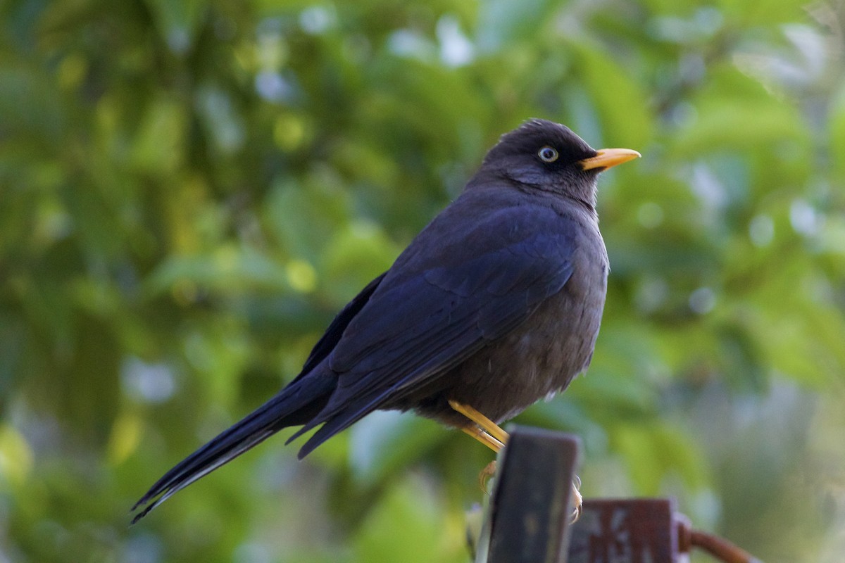 Костариканский дрозд - ML644802611