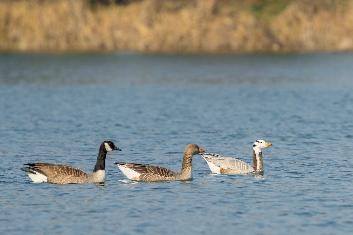 Oie à tête barrée - ML644802612