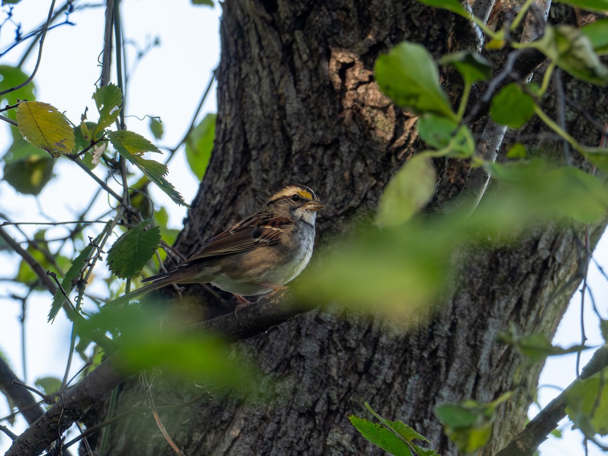 strnadec bělohrdlý - ML644802614