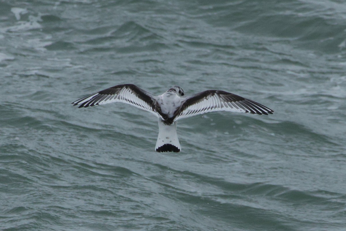 Хурган цахлай - ML644802616