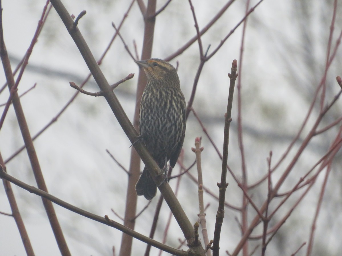 Red-winged Blackbird - ML644802631