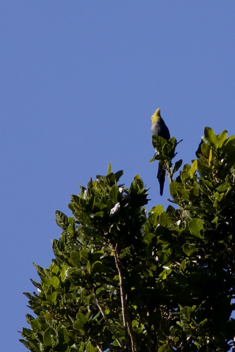 Long-tailed Silky-flycatcher - ML644802641
