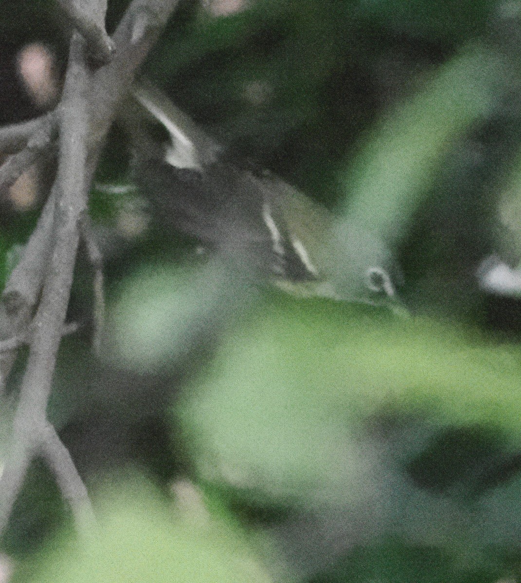 Blue-headed Vireo - ML644802642