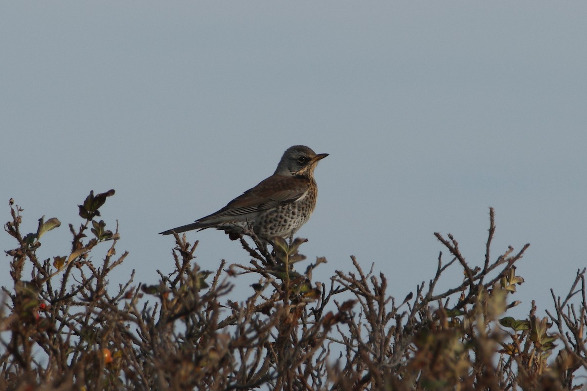 Дуулгат хөөндэй - ML644802643