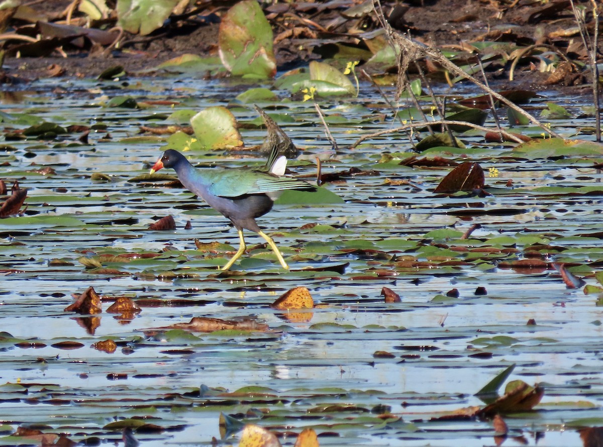 Малая султанка - ML644802647