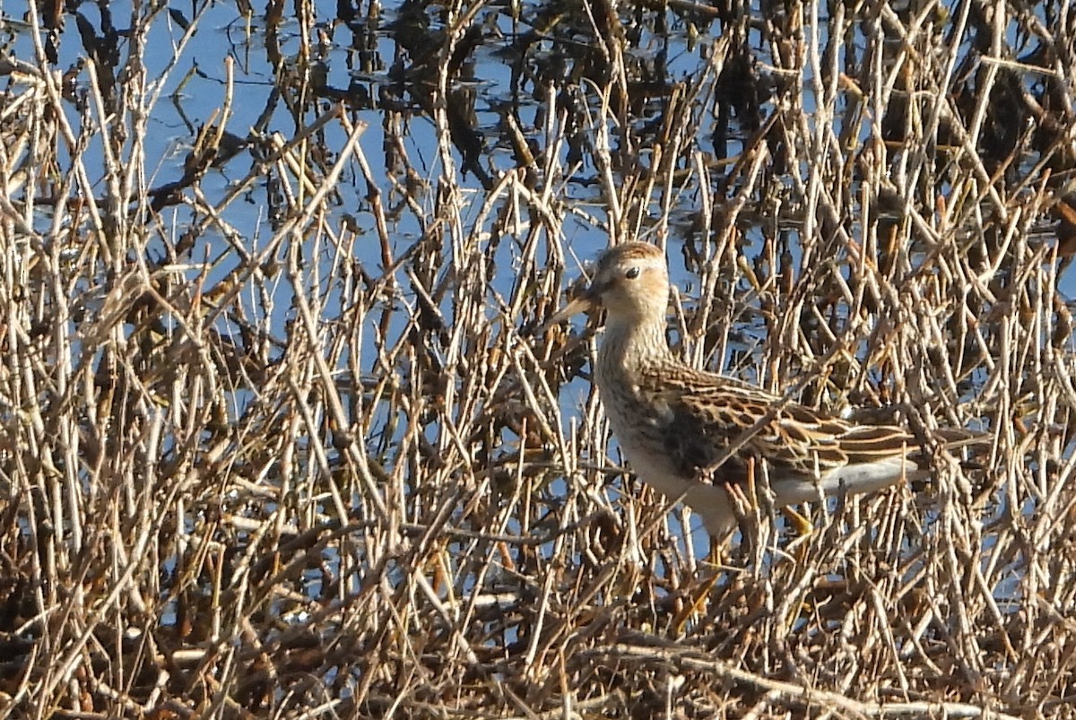 Pectoral Sandpiper - ML644802649