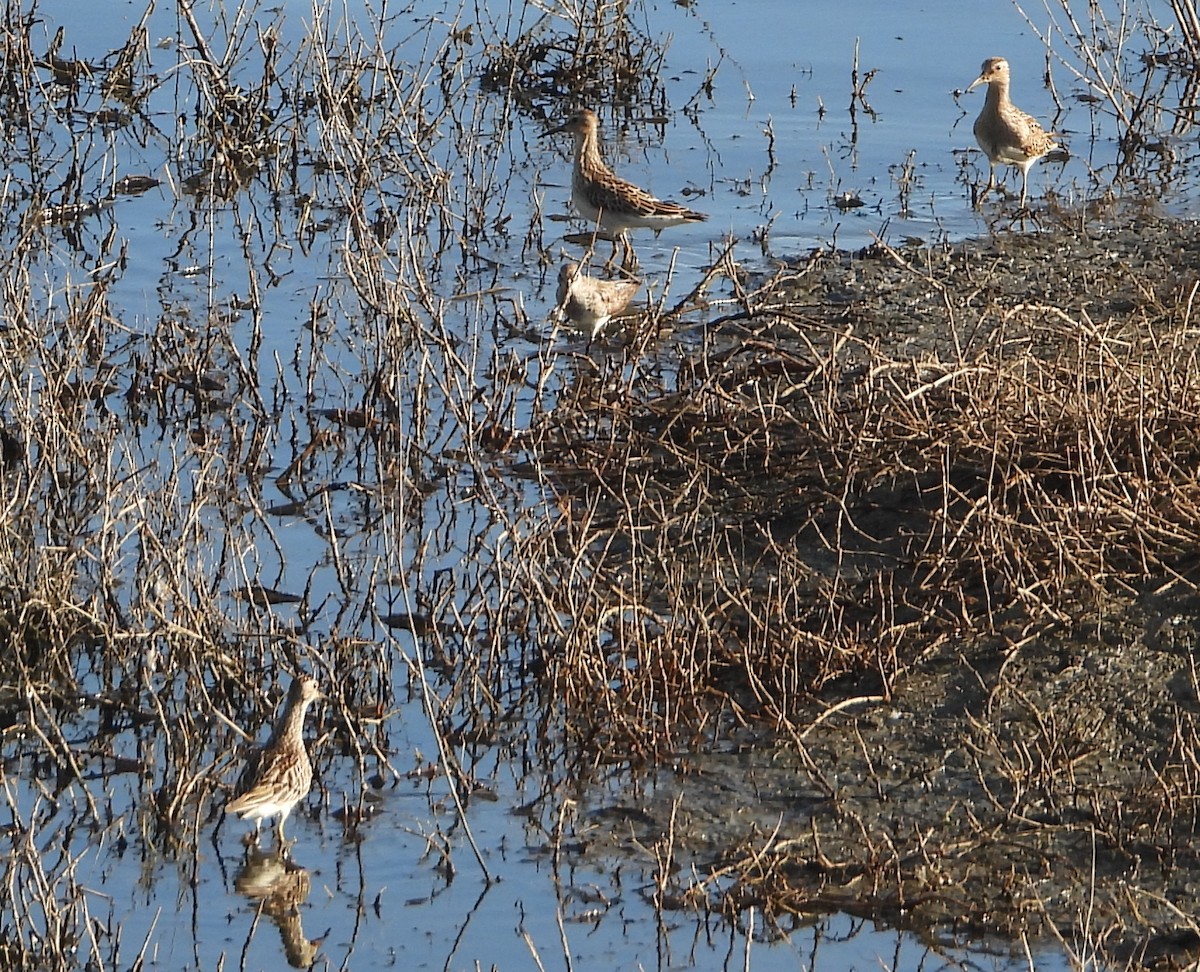 Pectoral Sandpiper - ML644802651