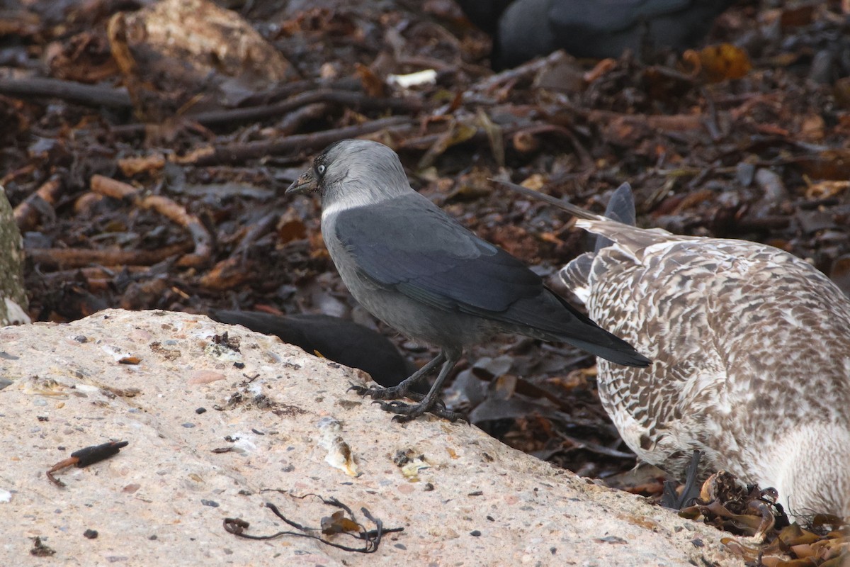 Харлаг хэрээ - ML644802661